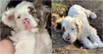 Deaf and Blind Puppy Proves Nose Is Her Greatest Superpower