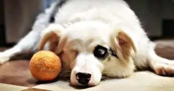 A Deaf and Partially Blind Dog Saved After Owner Demanded Euthanasia