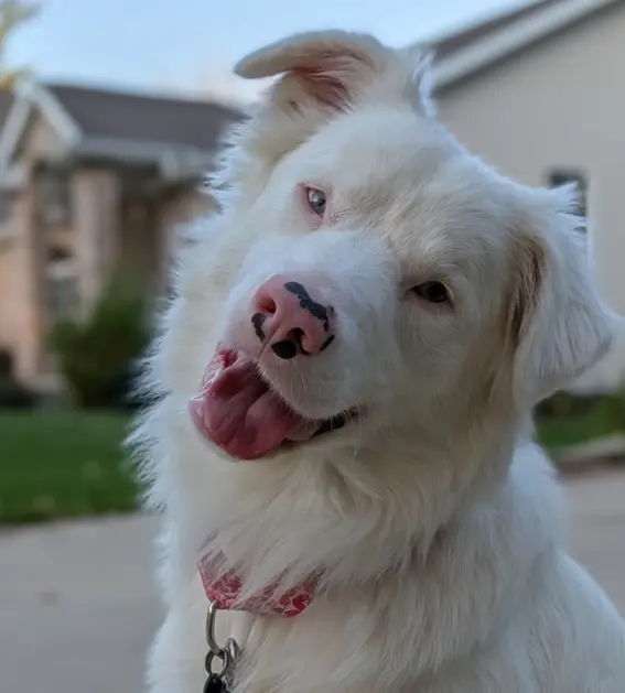 Deaf-Blind Puppy Stevie Seeks Specialized Home in Wisconsin