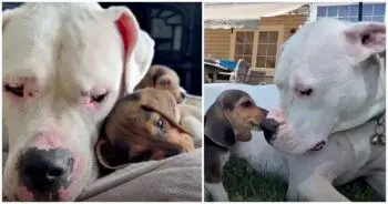 Deaf Rescue Dog Becomes Guardian for Seven Beagle Puppies