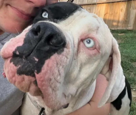 September 2026 Sees Deaf Dogs Rock Sponsor 14 Puppies Into Rescue Care