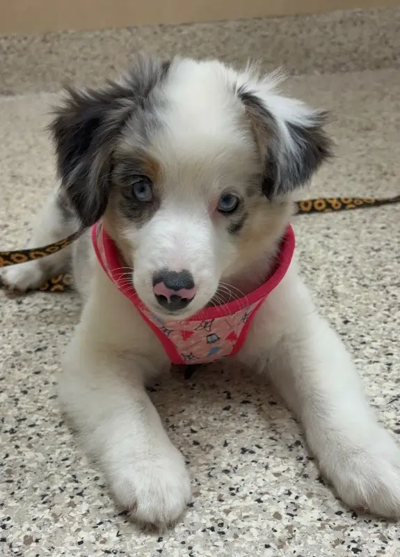 Teddy the Deaf Mini Aussie Seeks Forever Home