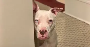 Deaf Pit Bull Finds Love But Faces Return to Shelter