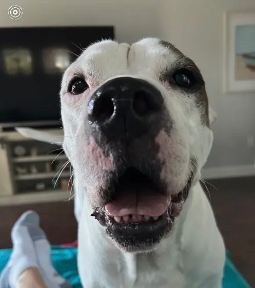 Deaf Pit Bull Mix Named Buddy Seeks Forever Home