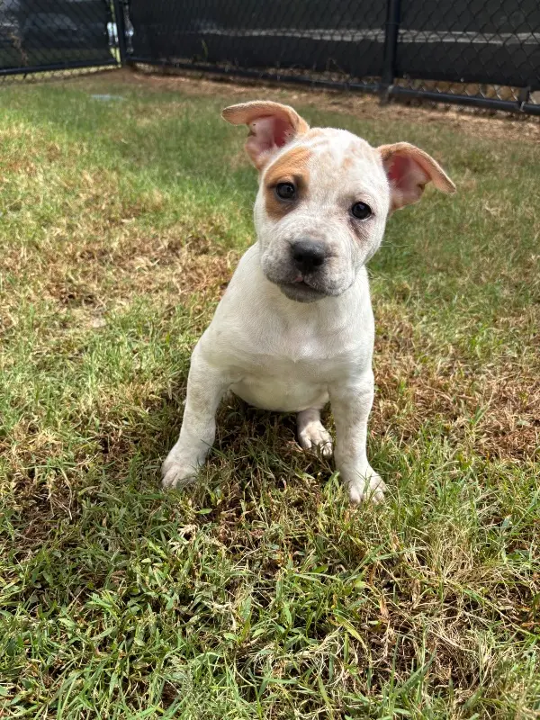 Deaf Puppy Chelsea Seeks Forever Home in Austin Area
