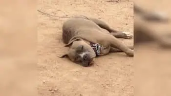 Deaf Rescue Dog Finds Forever Home After Years of Waiting