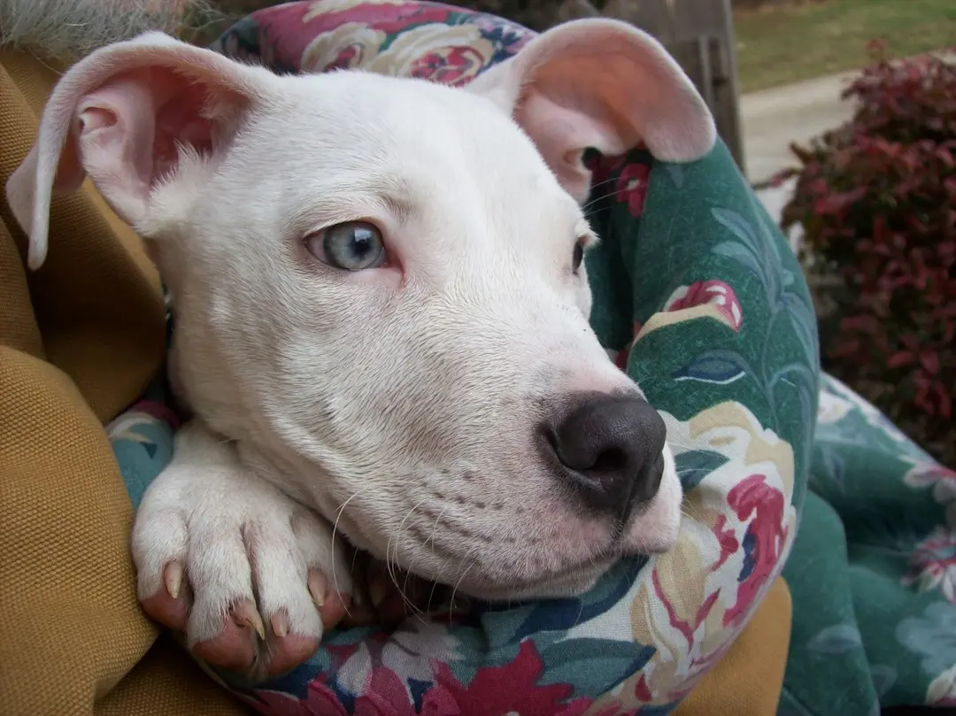 Deaf Rescue Dog Finds Ultimate Safety in Dad's Arms Three Years Post-Adoption