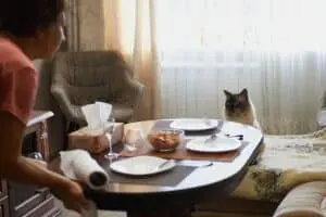 Living With a Cat: Decoding Their Silent Signals