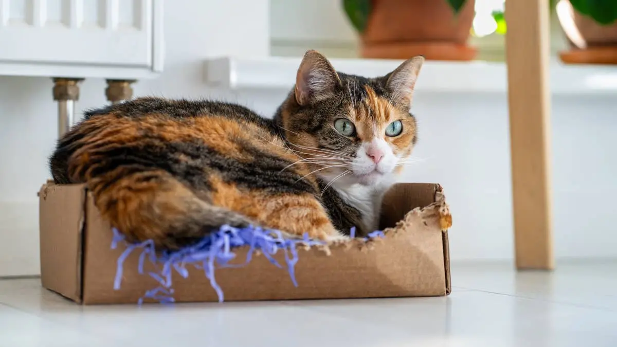 Denver Animal Hospital Releases Behind-the-Scenes Cat Exam Video