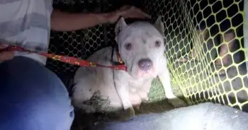 Desperate Stray Dog Delivers Puppies in Abandoned Yard