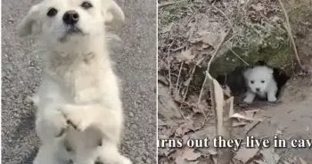 Devoted Mother Dog Stops Traffic To Secure Food For Her Starving Pups