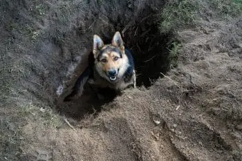 Digging Dynamos: 13 Dog Breeds That Turn Backyards into Excavation Sites