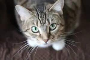 Decoding the Protective Instincts of Your Feline Companion