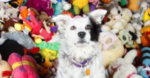 New Study Suggests Dogs Forget Hugs Quickly, But Expert Skeptical