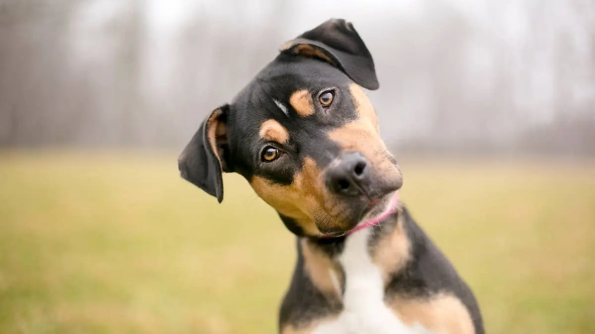 Do Pets Possess the Ability to Perceive the Supernatural?