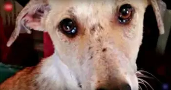 Dog Abandoned in Kill Shelter Wept for Family That Left Him Behind