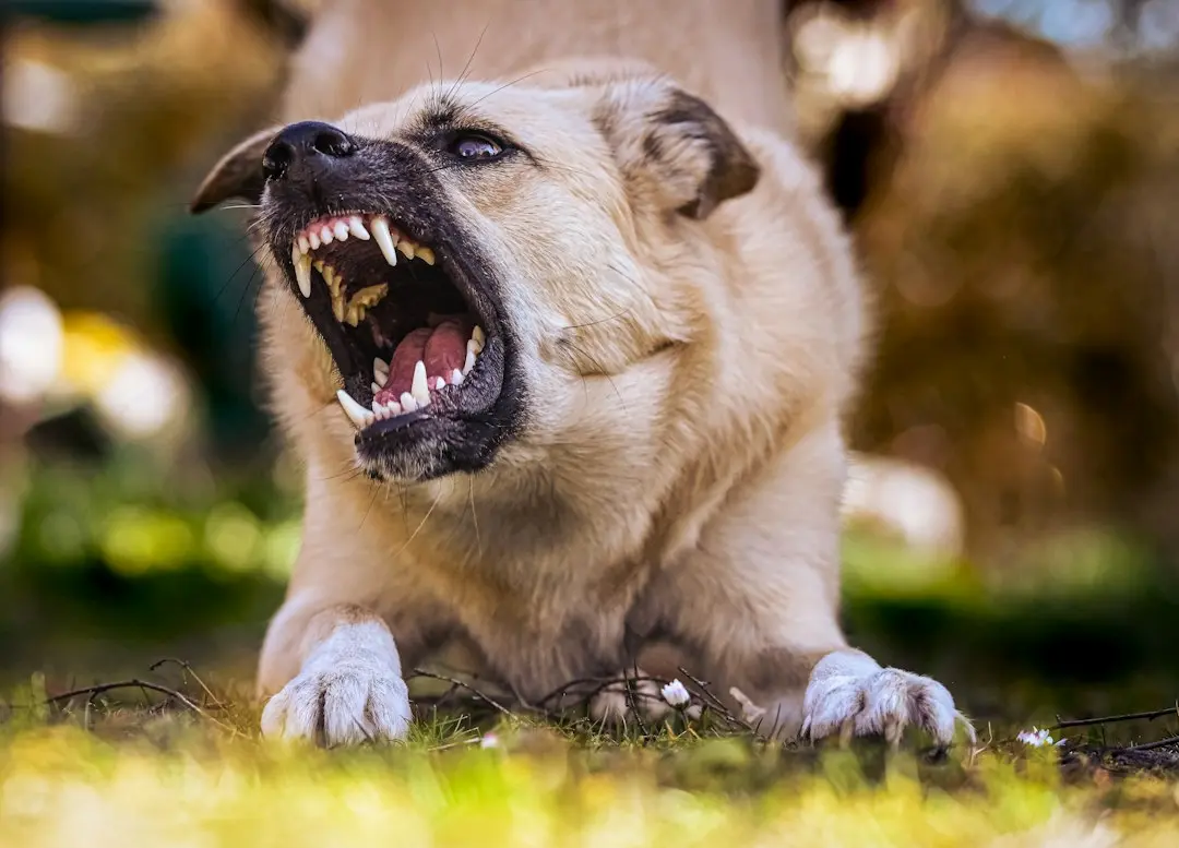 Paws Do the Talking for One Expressive Hound