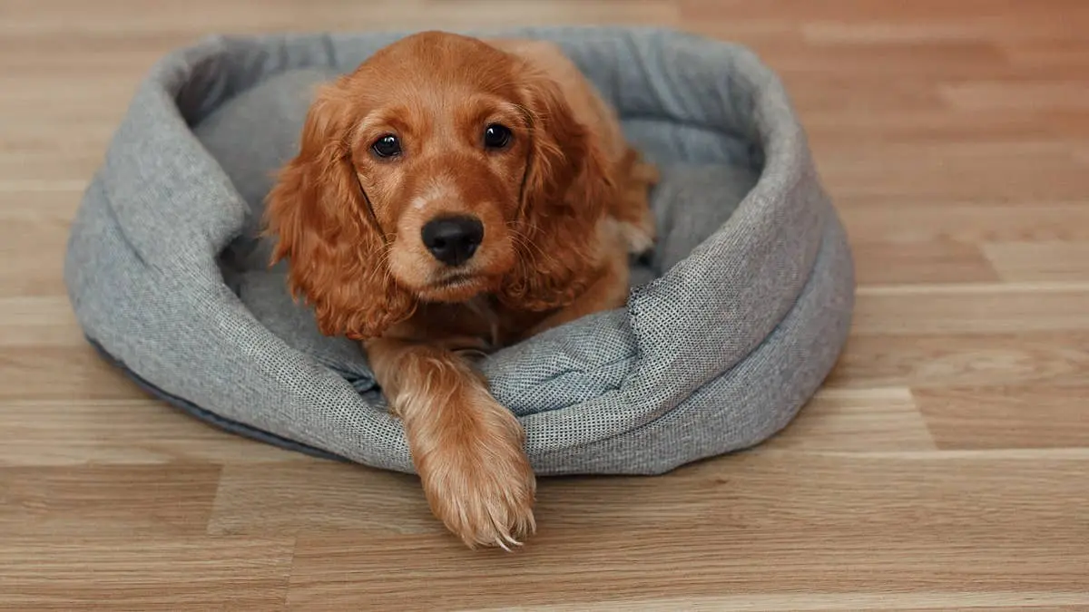 The Dog Dad Who Gave His Pups a Luxury Bed
