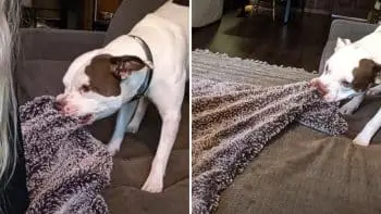 Dog Disputes Blanket Seat, Leaves Family in Amused Confusion