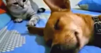 Dog Farted While Sleeping, Cat's Reaction Goes Viral