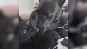 Dog Gives His Cat Friend the Oddest Little Nibbles