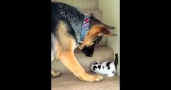 Dog Ignores Owner’s Warning To Protect New Kitten