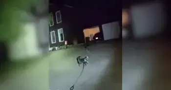 Dog Leads Officer to Owner After Hours of Waiting