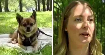 Dog Owner Reclaims Stolen Senior Chihuahua After Confronting Strangers in Public