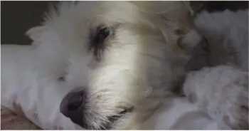 Dog Owner’s Quick Trip Turns Into Urgent Safety Alert
