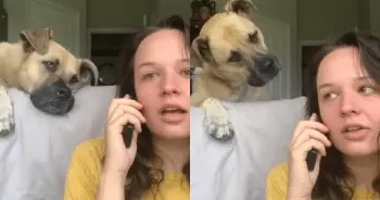 Dog Perks Up Instantly When Owner Uses Secret Trigger Words During Fake Phone Chat