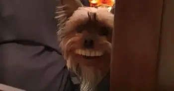 Dog Pilfers Fake Teeth and Struts Around House in Viral Video