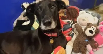 Dog Who Stayed by Owner’s Side for Years Now Lives in Cornwall Shelter
