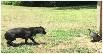 Dog Rescued From Living On Chain 24/7 Finally Gets The Life He ‘Deserved’