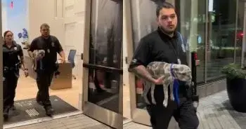Dog Rescued from Miami Balcony Sparks Community Effort After TikTok Video