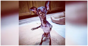 Dog Rescuer Overcome With Emotion After Finding Deformed Puppy