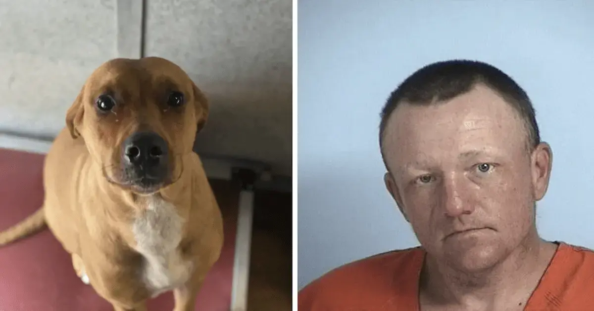 Dog Safe After Public Incident Leads to Man’s Arrest