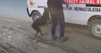Injured Dog Jumps Into Ambulance to Save Herself