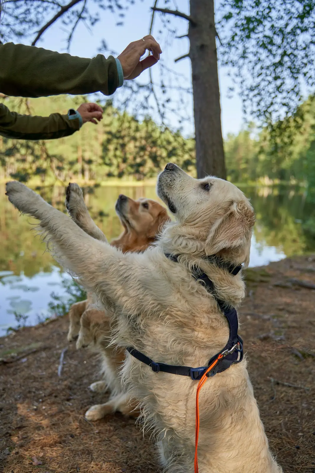Dog Training: Why „Firm” Can Mean Clarity, Not Cruelty