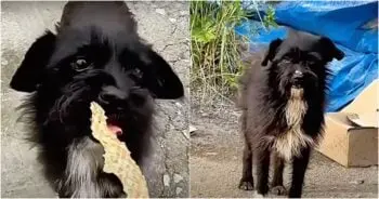 Dog Trapped in a Moment of Fear After Owner Leaves Her Behind