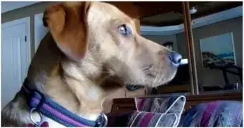 Dog’s Daily Fixed Gaze Leaves Owner Concerned