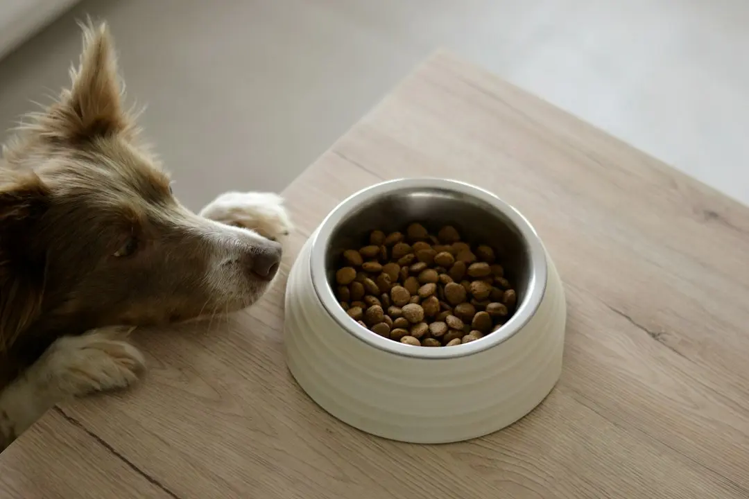 Dog’s Dinner Routine Shows Why Mealtime Is Her Favorite Part of the Day