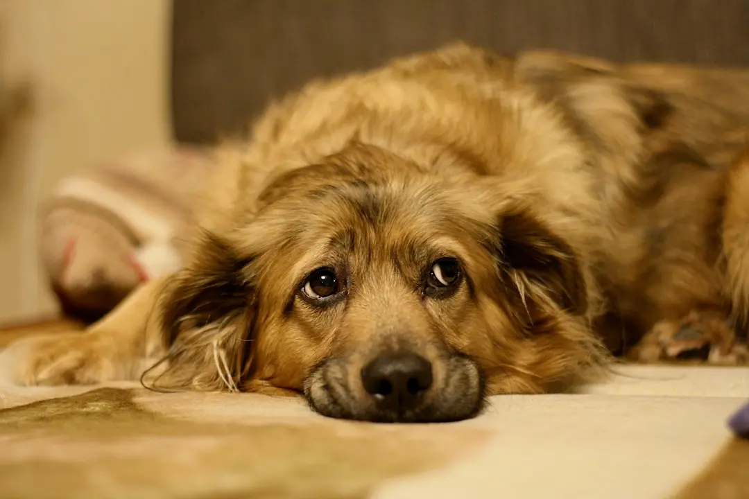 Dog’s Expressive Face Sparks Call for New Emoji Range