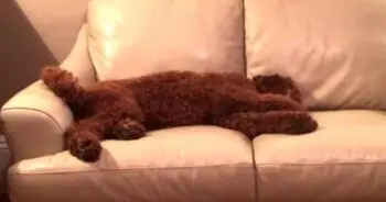 Dog’s Nightmare Ends With Sister’s Gentle Rescue