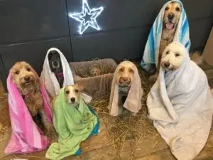 Christmas Canine: Dogs Take Center Stage in a New Nativity Tradition