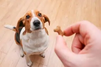 Dogs Show Human-Like Brain Patterns When Exercising Self-Control, Study Finds
