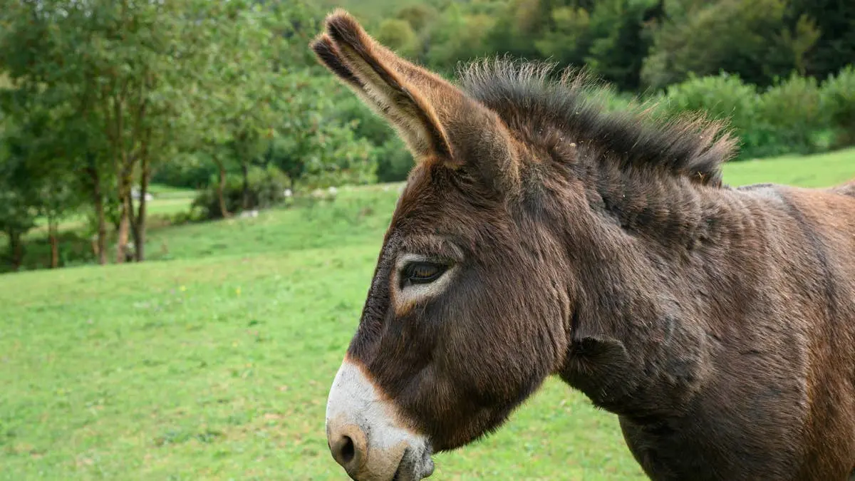 The Donkey’s Delight: A Giant Red Ball Brings Joy to Pasture Life
