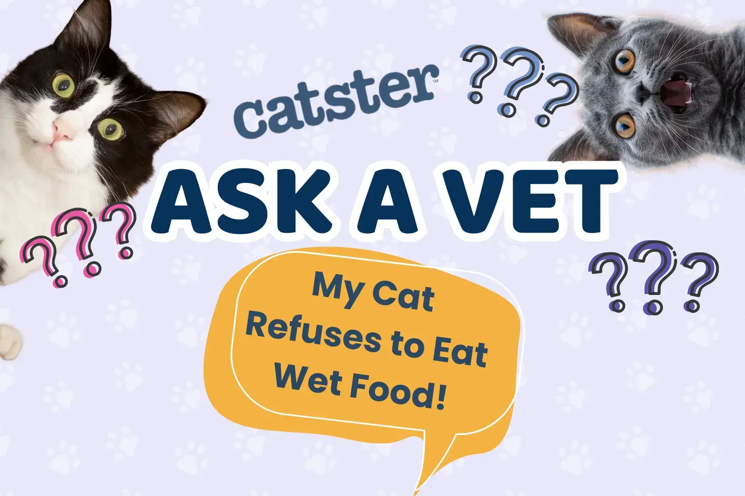 Dr. Paola: What to Do When Your Cat Refuses Wet Food