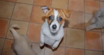 Man Returns to Alley to Rescue Tiny Puppy After Near‑Miss While Driving