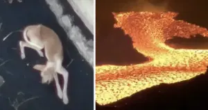 Drone Rescue Mission Launched for Stranded Dogs Near La Palma Volcano