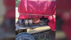 Eight Kittens Found Under Tarp on Abandoned Trailer Get a Second Chance